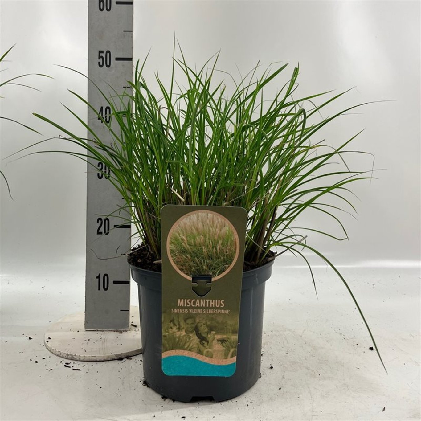 Glansmiskantus – Miscanthus sinensis 'Kleine Silbersp.' - C5